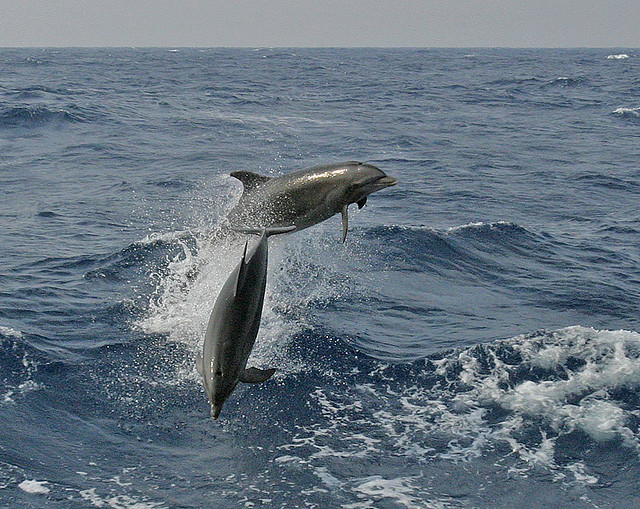 Fekete-tengeri delfinek - a csodálatos világ az állatok