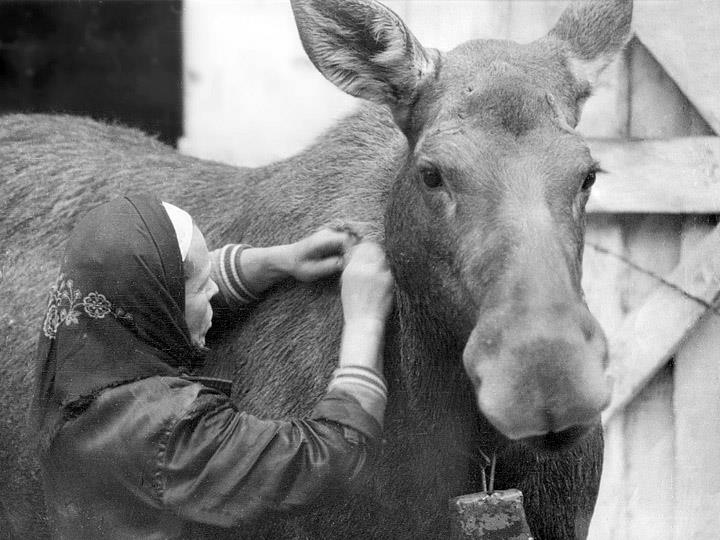 Că o persoană este pregătită să creeze un raport din ferma moose cu 