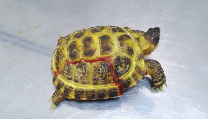 Що робити, якщо у черепахи тріснув панцир - в світі тварин
