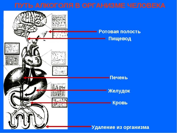 Що відбувається з кров'ю при вживанні алкоголю і з організмом