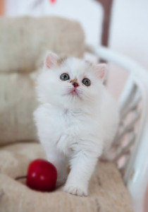 Culorile și culorile pisicilor din Scottish Fold