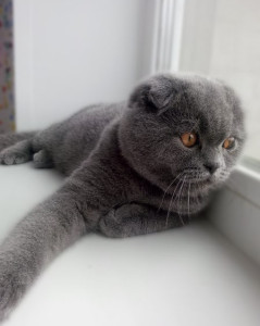 Culorile și culorile pisicilor din Scottish Fold