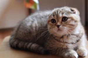 Culorile și culorile pisicilor din Scottish Fold