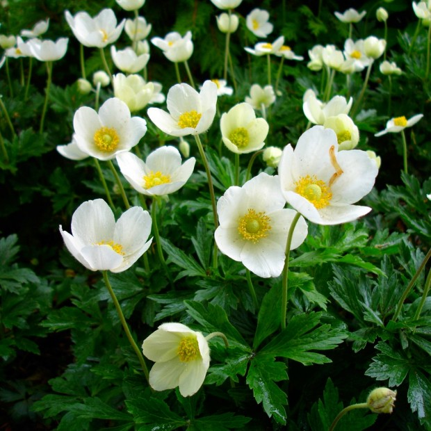 Flori anemone plantare, creștere și îngrijire