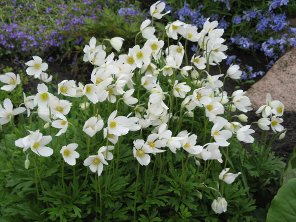 Flori anemone plantare, creștere și îngrijire