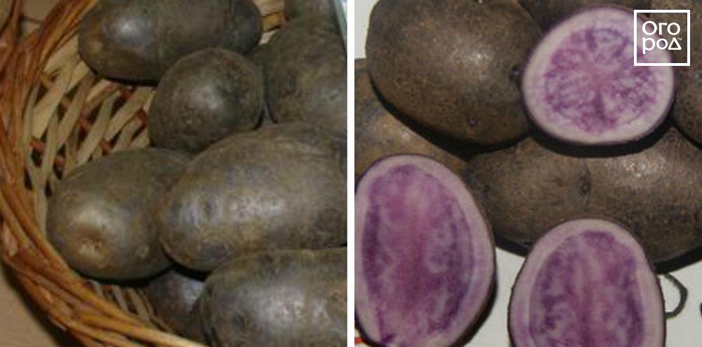 Кольорову картоплю - сорти з фіолетовою, синьою і червоною м'якоттю