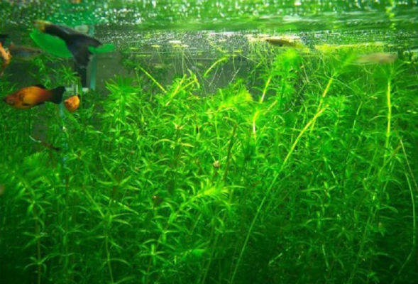 Flower Elodea Aquarium Fotografie, reproducere