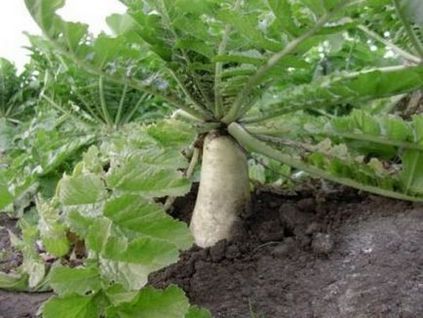 Plantarea și îngrijirea Daikon, plantarea datelor