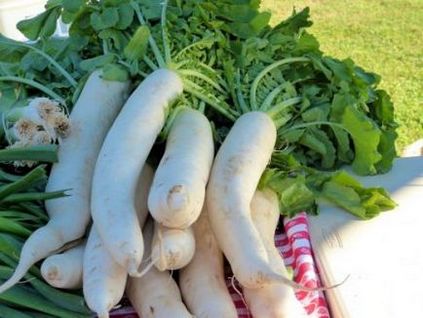 Daikon ültetés és gondozás, ültetés időpontját,