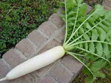 Plantarea și îngrijirea Daikon, plantarea datelor