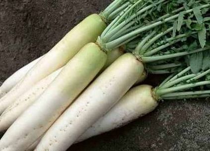 Daikon ültetés és gondozás, ültetés időpontját,