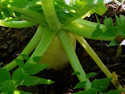 Daikon ültetés és gondozás, ültetés időpontját,