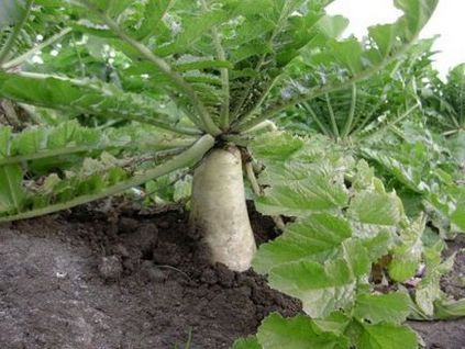 Daikon ültetés és gondozás, ültetés időpontját,