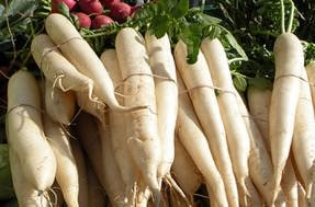 Daikon în seră, cresc o grădină!