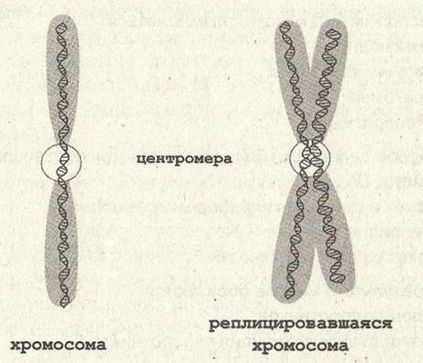 Розподіл клітин (мітоз, мейоз)