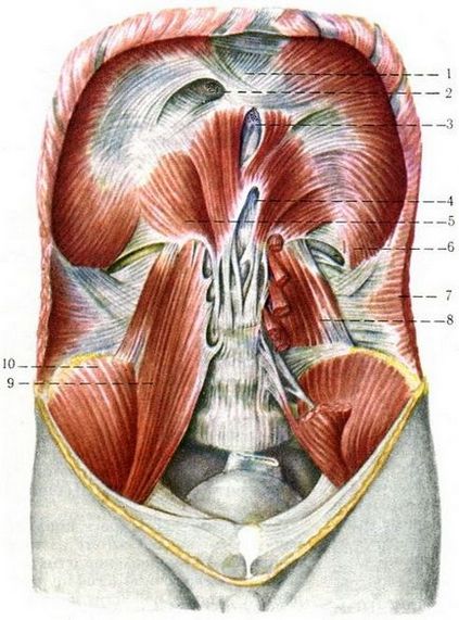 Diafragmă (diafragmă), miologie, anatomie umană