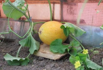 Melon caracteristicile Altaic de semințe de plantare pe material săditor, luptă cu boli