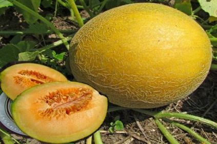 Melon caracteristicile Altaic de semințe de plantare pe material săditor, luptă cu boli