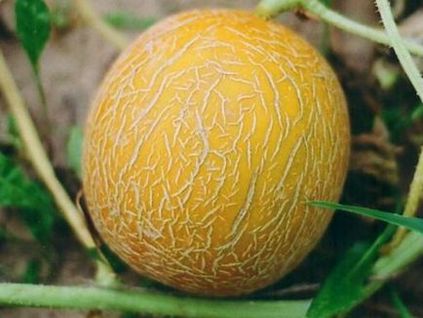 Melon Altai soiuri particularități și cultivare