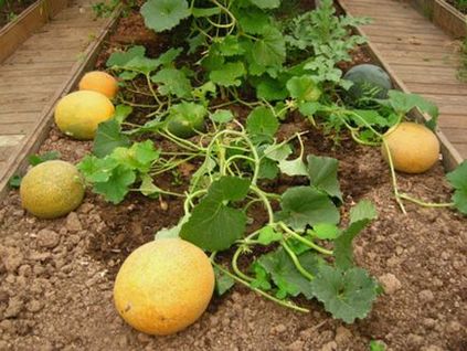Melon Altai soiuri particularități și cultivare