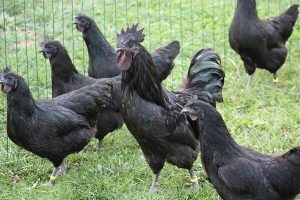 Home - elit kuryelitnye csirkék