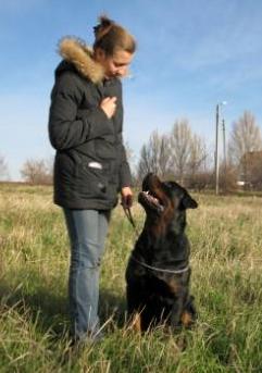 Instruirea câinilor (individual și a terenurilor de instruire) în Kharkiv