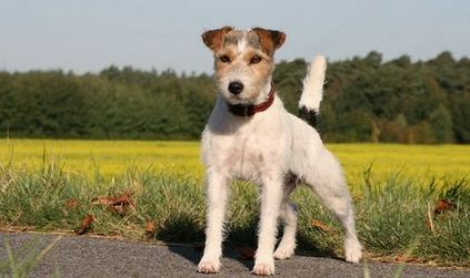 Jack Russell Terrier - fotografia, descrierea și caracterul rasei