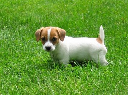 Jack Russell Terrier - fotografia, descrierea și caracterul rasei