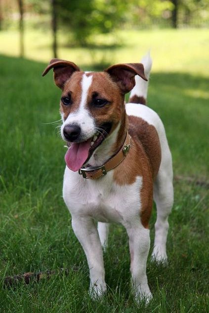 Jack Russell terrier - fotó, leírás és jellege a fajta