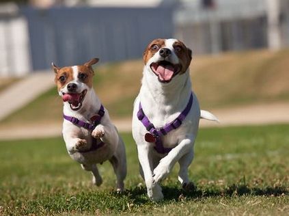 Jack Russell Terrier - fotografia, descrierea și caracterul rasei