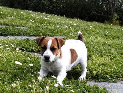 Jack Russell Terrier - fotografia, descrierea și caracterul rasei