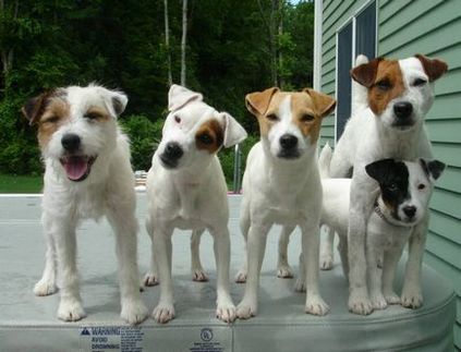 Jack Russell terrier - fotó, leírás és jellege a fajta