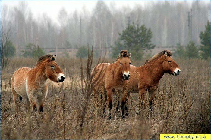 Ecologia după accidentul pe petele periculoase ale Chaosului, curăță Cernobîl și un paradis pentru animale rare, astăzi