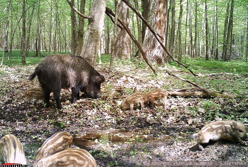 Ecologia după accidentul pe petele periculoase ale Chaosului, curăță Cernobîl și un paradis pentru animale rare, astăzi