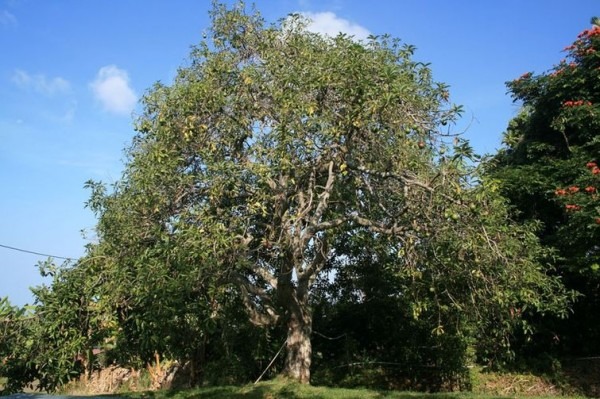 Exotice - cum cresc fructele diferite - grădina, grădina - țara mamei