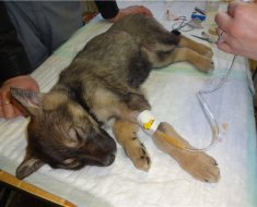 Ентерит у собак діагностика захворювання, симптоми і методи лікування