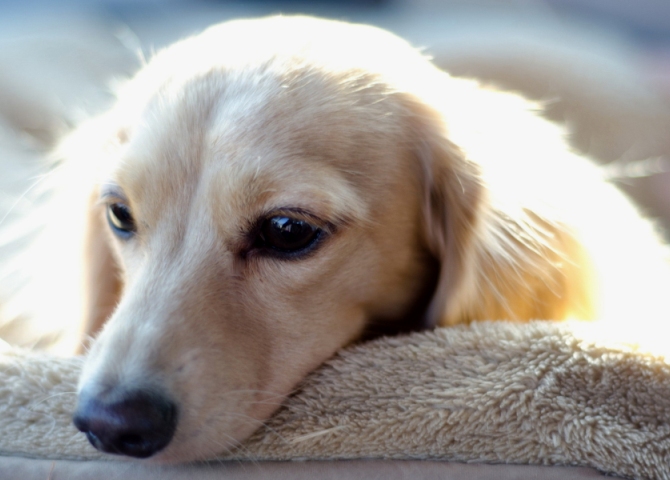 Ентерит у собак діагностика захворювання, симптоми і методи лікування