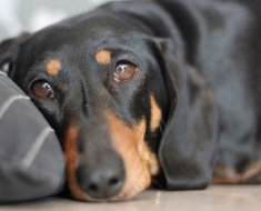 Enterita la câini diagnosticarea bolii, simptome și metode de tratament