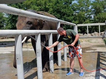 Există un viitor pentru grădina zoologică din Kiev - un interviu cu directorul știrilor din Ucraina