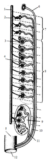 Evoluția sistemului urinar - stadopedia