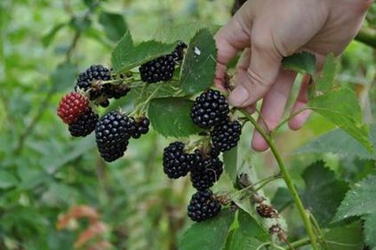 Descrierea soiului Black satin negru, plantare și îngrijire, boli și dăunători