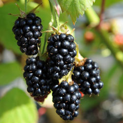 Blackberry fekete szatén a fajta leírását, jellemzőit, ültetés és gondozás, fotók és vélemények