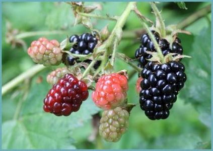 Descrierea mărcii BlackBerry satin negru, caracteristică, plantare și îngrijire, fotografii și recenzii