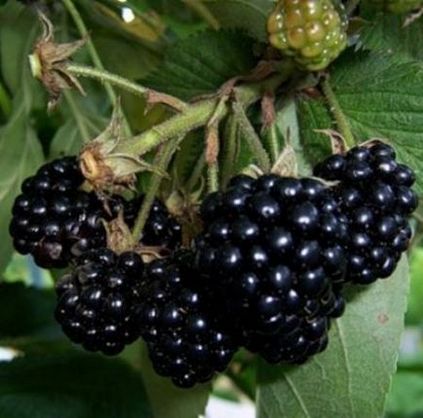 Blackberry negru satin pros și contra de cultivar, cultivare