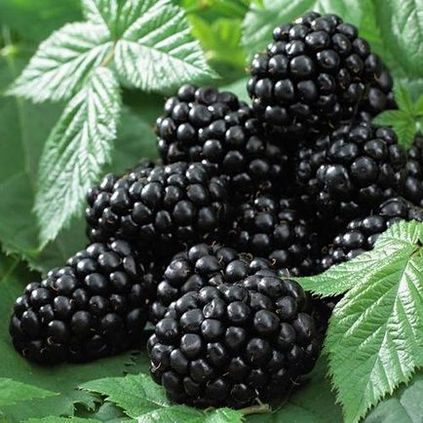 Blackberry negru satin pros și contra de cultivar, cultivare