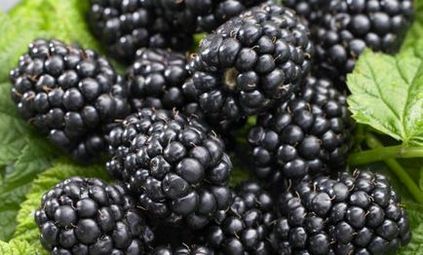 Blackberry negru satin pros și contra de cultivar, cultivare