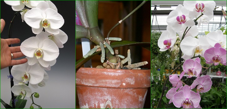 Reproducerea de către copii a copiilor Phalaenopsis