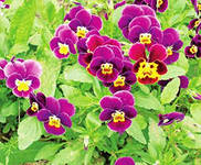 Violet cu trei culori, tratat cu tricolor violet