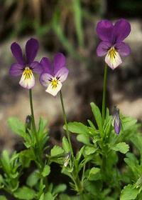 Viola tricolor terápiás tulajdonságait, alkalmazás, terápia