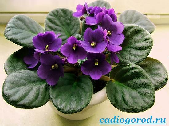 Flower Violet (ibolya otthon) lila virág